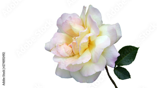 cream rose isolated on white background