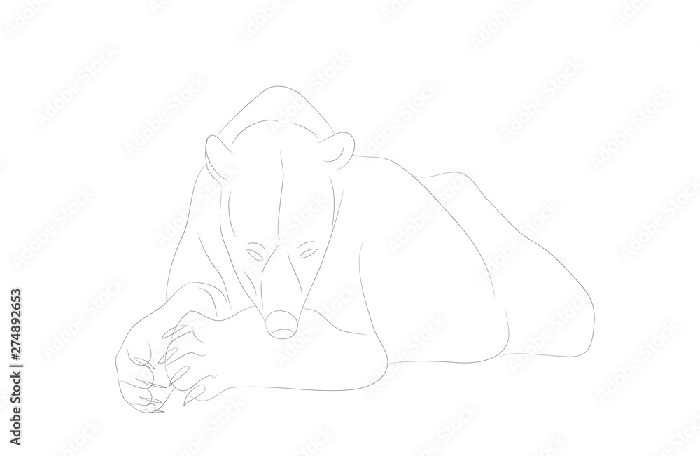 vector illustration of a polar bear who lies, drawing lines vector illustration of a polar bear who lies, drawing lines
