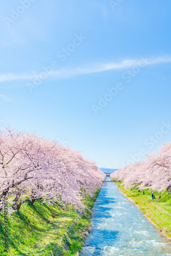 日本の春　富山県 舟川べり 清流沿いの桜並木