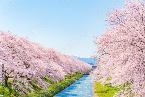 日本の春　富山県 舟川べり 清流沿いの桜並木