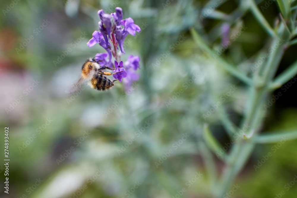 Close up of a Honey Bee feeding on Lupin (Lupinus) flower. Close up of a Honey Bee feeding on Lupin (Lupinus) flower.