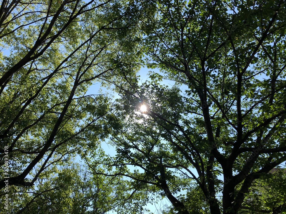 Obraz premium 晴れた日