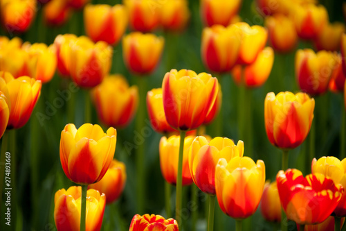 Bicolored red and yellow tulips in sunny day fully open with green background close up