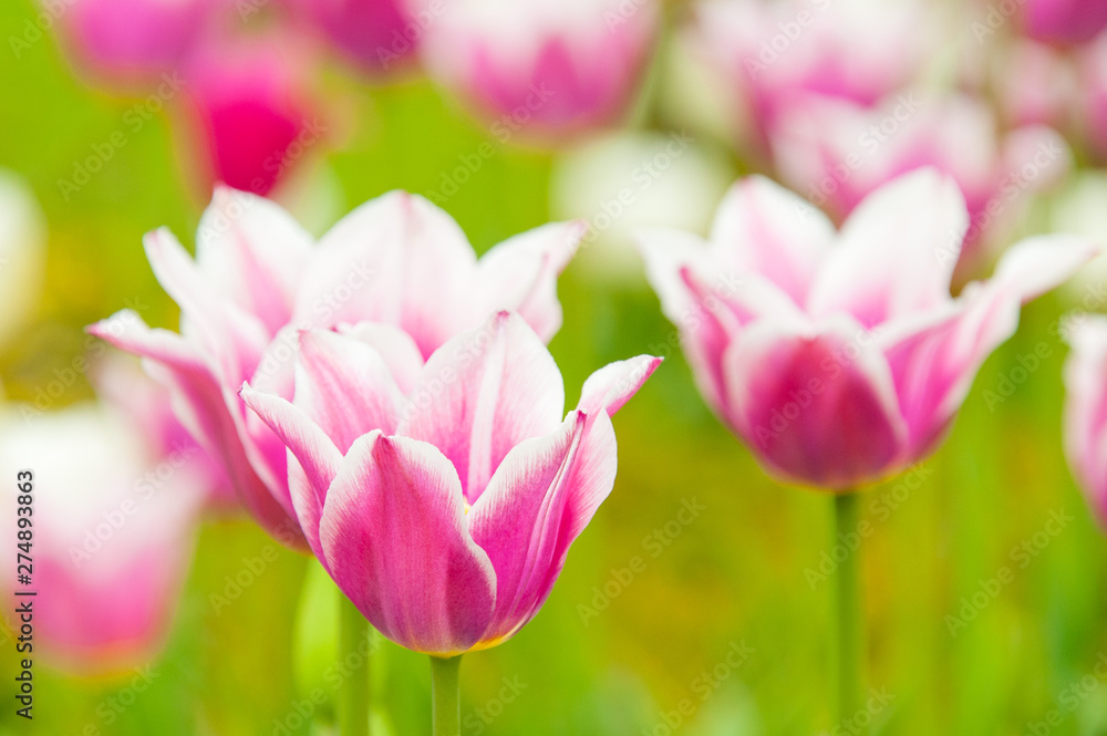 Bicolored white and violet tulips in sunny day fully open with green background close up