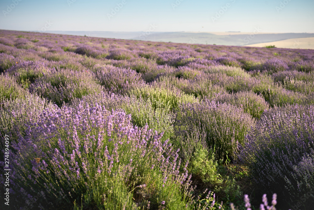 beautiful lavender bloom. A field of flowers at dawn beautiful lavender bloom. A field of flowers at dawn