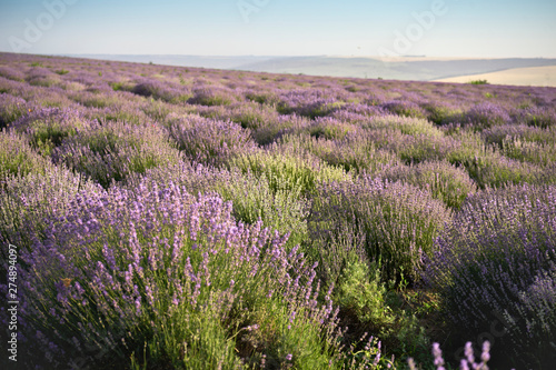beautiful lavender bloom. A field of flowers at dawn
