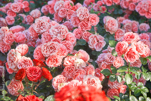 Wallpaper Mural incredibly beautiful flower bed with tea roses Torontodigital.ca