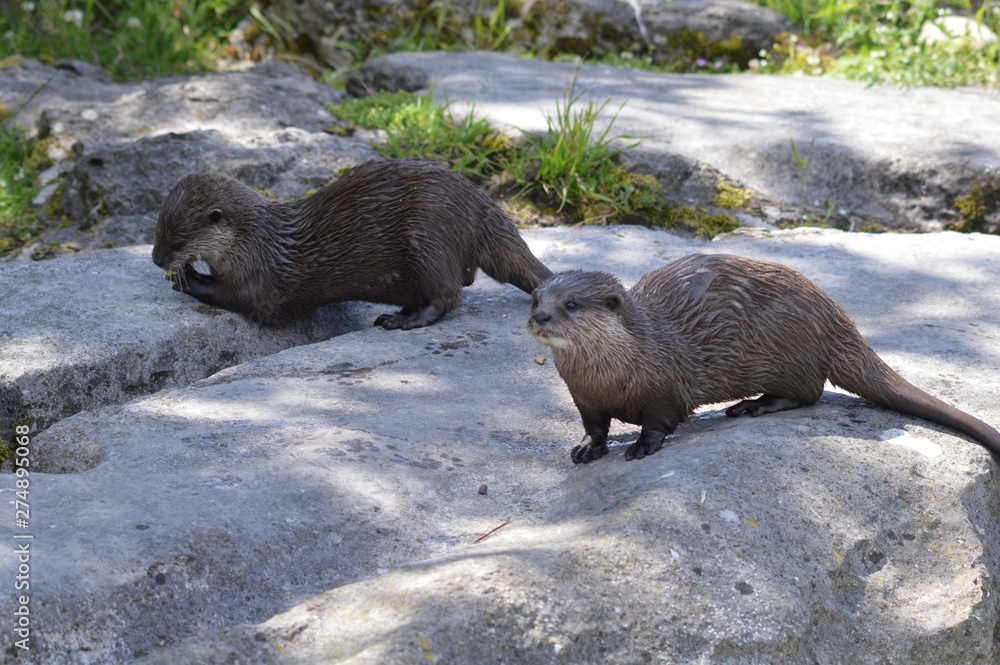 otter otter