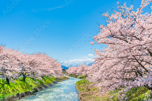 日本の春　富山県 舟川べり 清流沿いの桜並木
