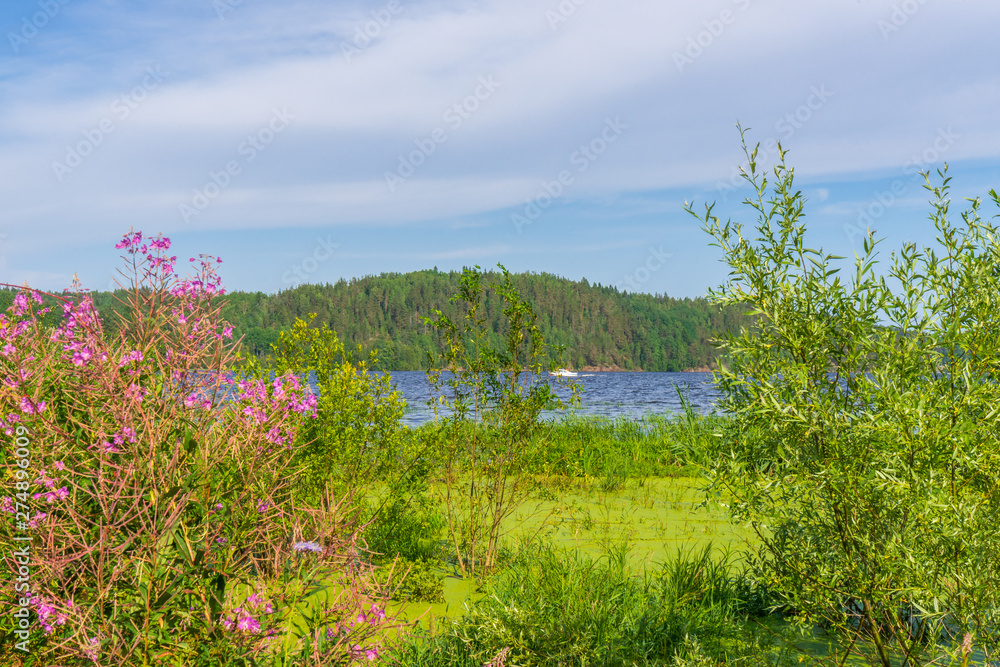 Obraz premium Summer landscape with wetland shore of pond in sunny day. Willow bush and blooming fireweed against lake bay and blue sky. Beautiful natural background. Ladoga lake, Karelia, Russia