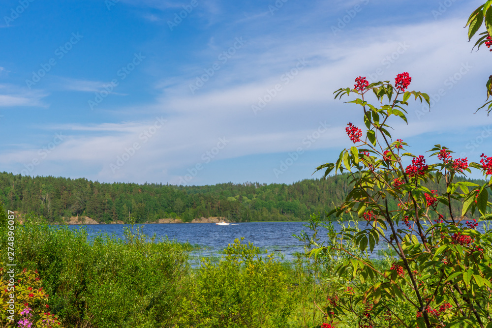 Summer landscape with wetland shore of pond in sunny day. Elder bush with red berries against lake bay and blue sky. Beautiful natural background. Ladoga lake, Karelia, Russia