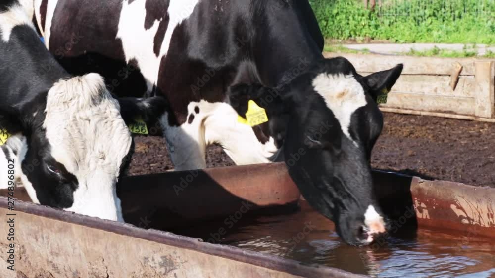 Cows drinking water on dairy farm. Cows breeding at old milk farm