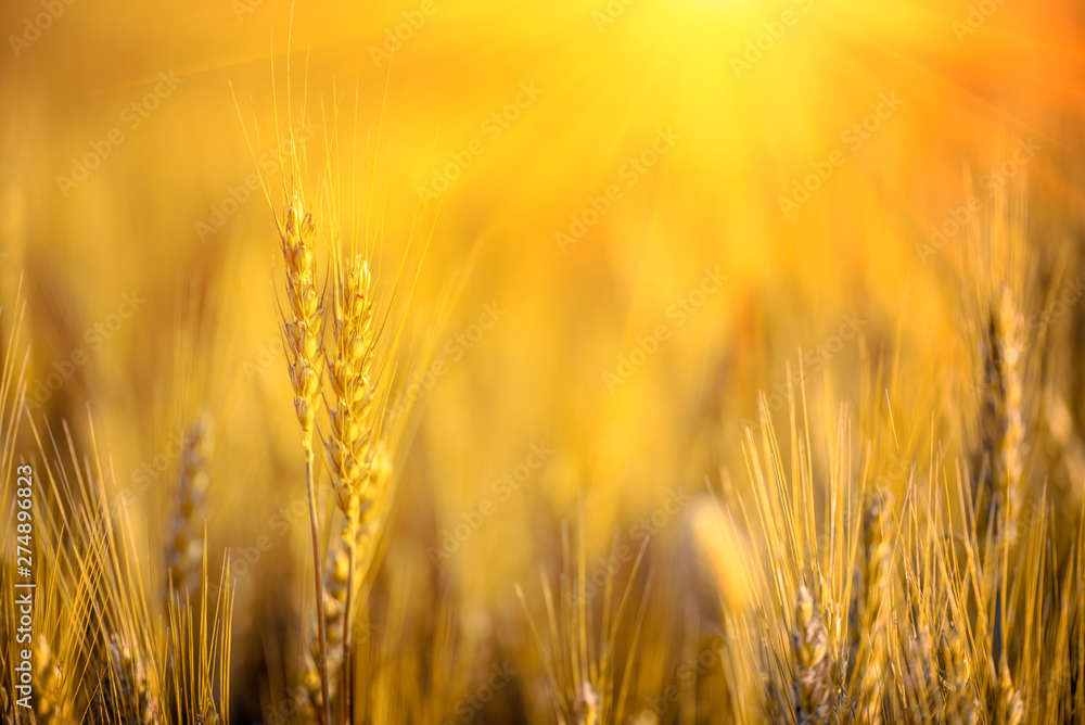 Wheat field. Close up ears of gold wheat on sunset. soft focus. Harvest Concept.
