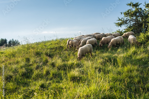 Summer meadow with many sweet sheep eating delicious green grass.