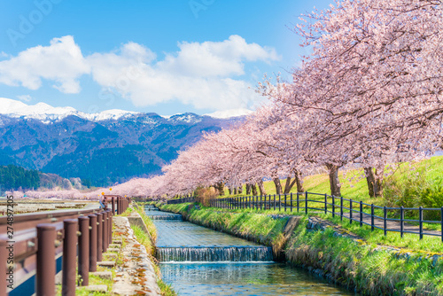 Foto 日本の春　富山県入善町 黒部川堤防桜堤の桜並木