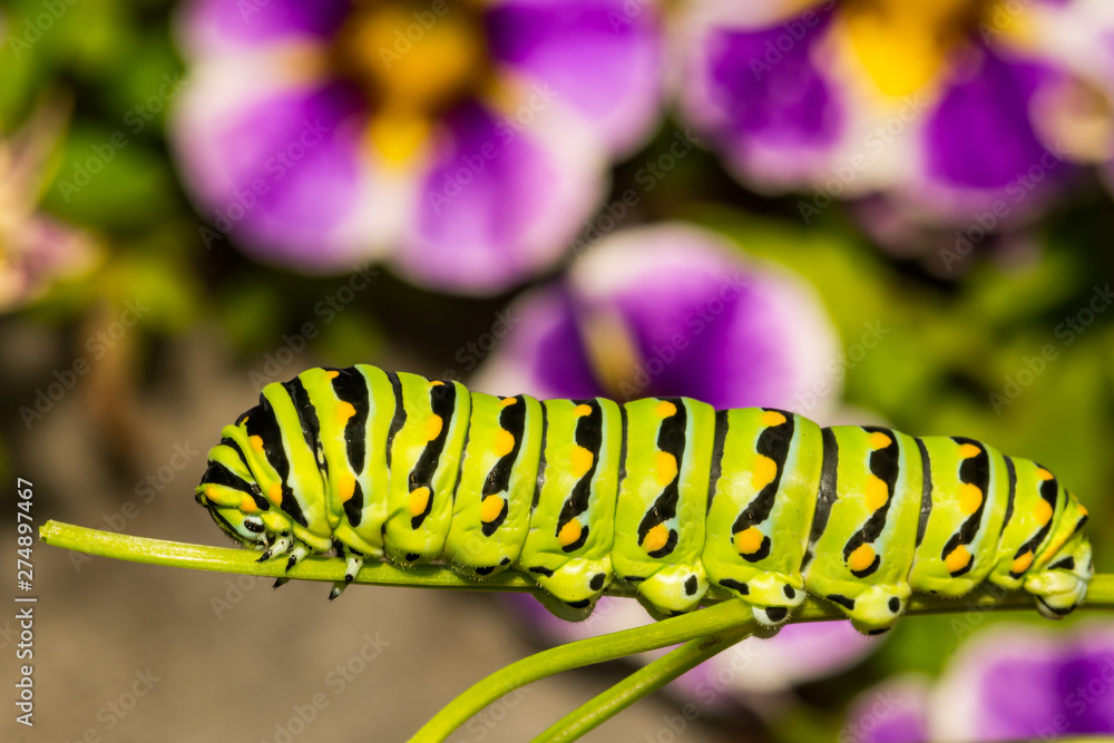 Fototapeta premium Eastern Black Swallowtail Caterpillar (Papilio polyxenes)