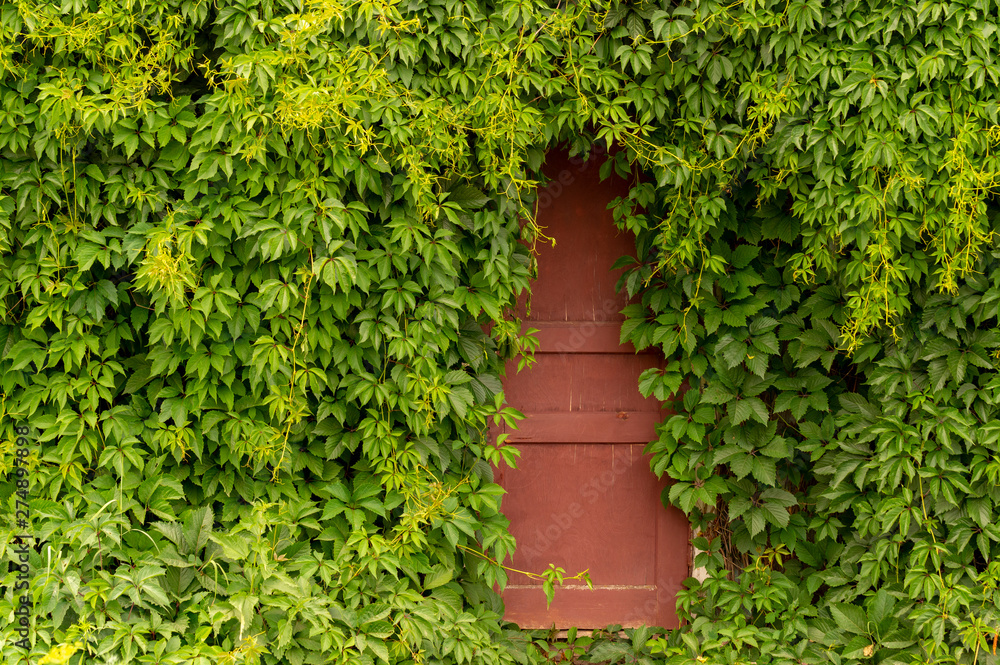 a wooden door in the green thickets of the vineyard a wooden door in the green thickets of the vineyard