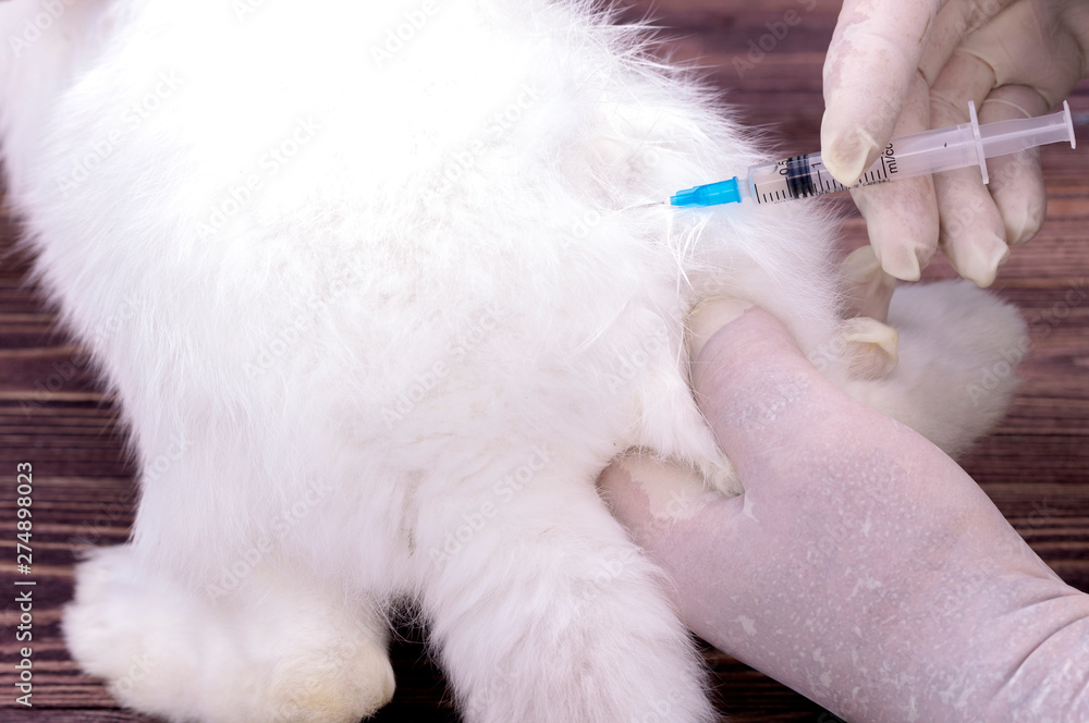 vaccination rabbit close-up in the back leg, the farmers do vaccinate rabbits vaccination rabbit close-up in the back leg, the farmers do vaccinate rabbits