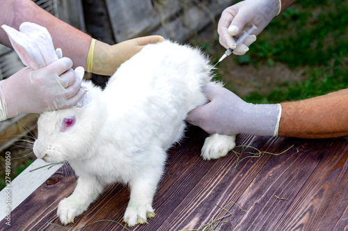 vaccination of white adult domestic rabbits, the farmers do vaccinate rabbits