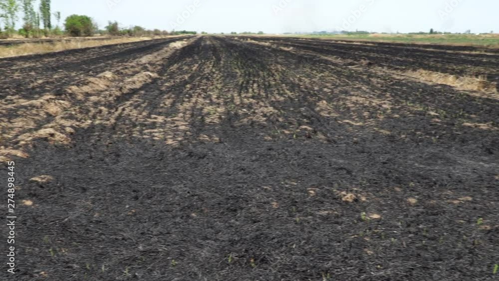 Field of burnt wheat. Ecology is in danger. 4K Field of burnt wheat. Ecology is in danger. 4K