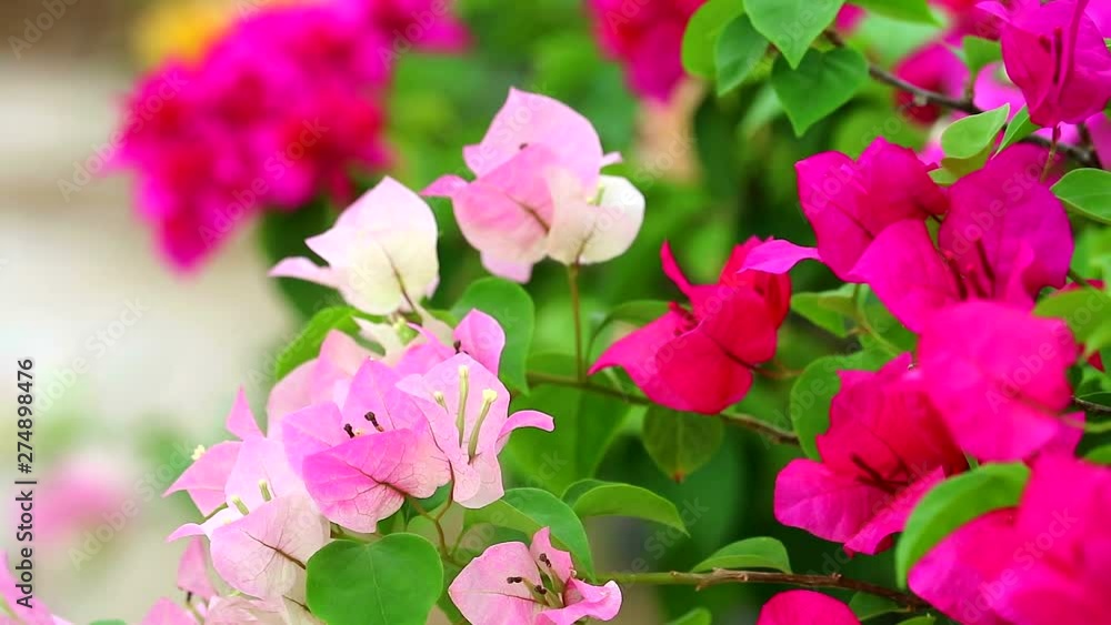 Bougainvillea Multi colors are blooming in the garden in summer Bougainvillea Multi colors are blooming in the garden in summer