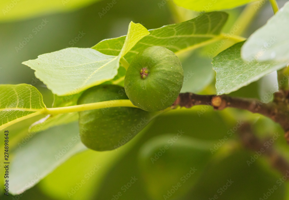 Figs on the branches of a tree in nature