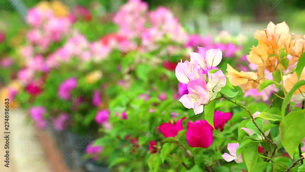 Bougainvillea pink colors are blooming in the garden in summer Bougainvillea pink colors are blooming in the garden in summer