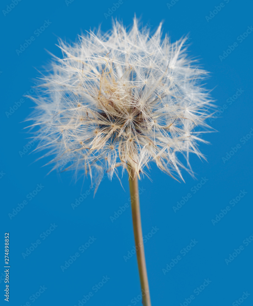 Dandelion on a blue background. Detailed picture of a flower