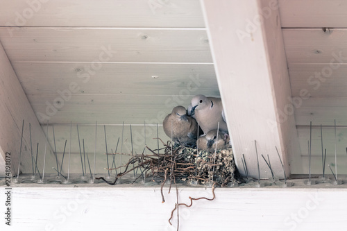 Young birds and her mother are sitting in a bird nest