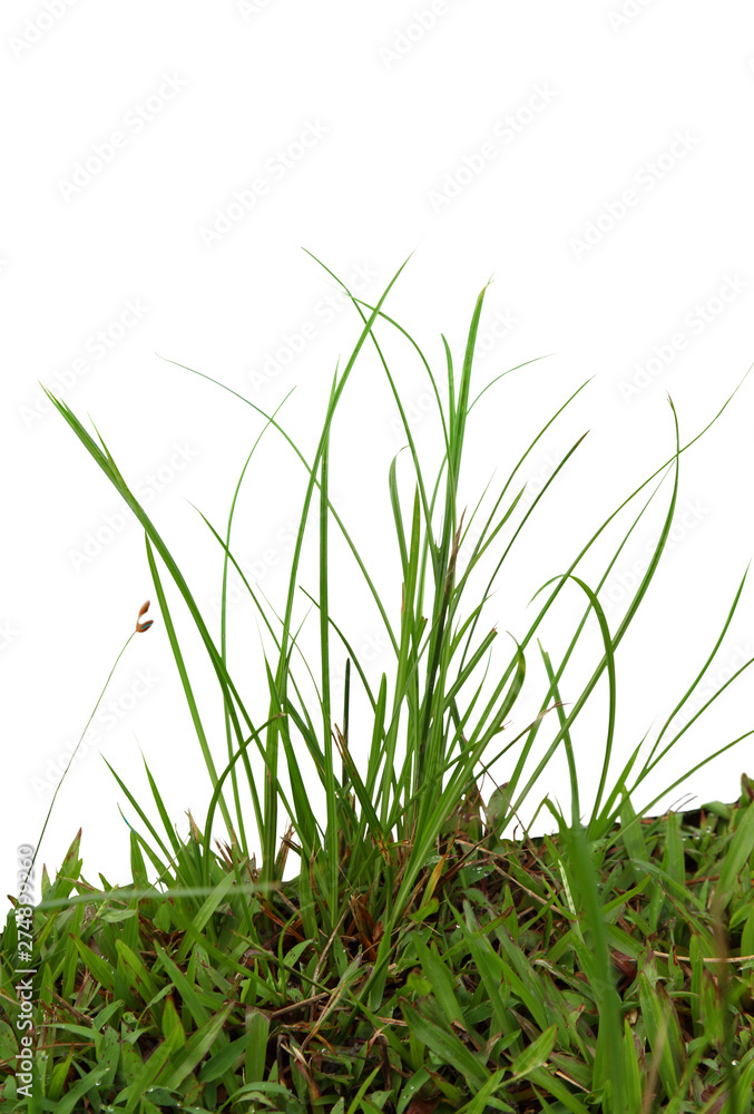 Fototapeta premium Closed up grass on white background.
