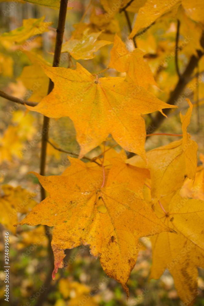 Autumn maple tree. Yellow leaves of a maple in the forest. Autumn in Russia.