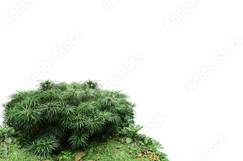 Small garden of green leaves isolated on white background