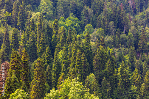 Coniferous forests on the slopes of the Caucasus Mountains
