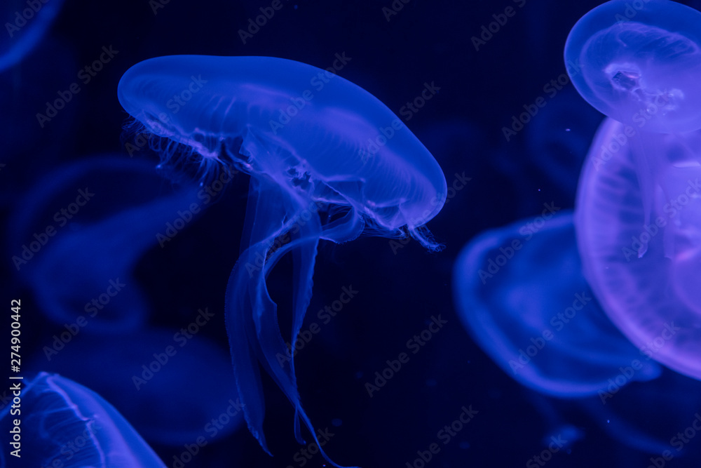 Moon Jellyfish Moon Jellyfish