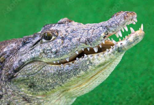 Portrait of a crocodile on a green background
