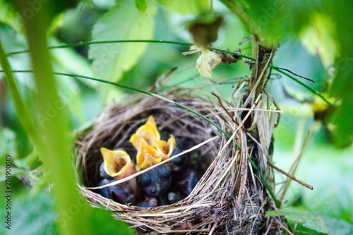 Chicks in the nest calling for the mother bird. Nestlings with open beaks in green bushes.