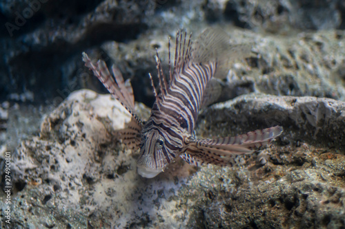  Sea lion fish