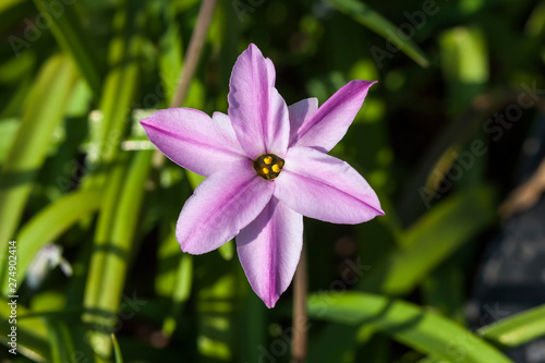 Ipheion 'Tessa'  a spring mid to dark pink perennial flower plant commomly known as starflower photo