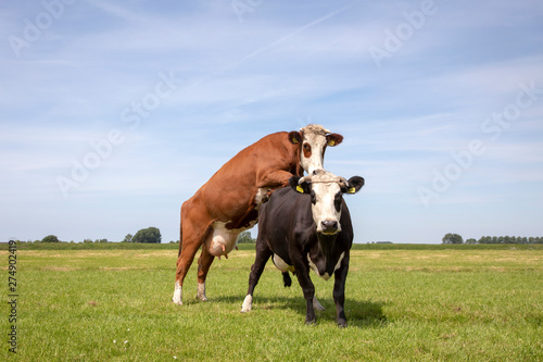 Red blisterhead cow climbs on black fleckvieh cow, piggyback, with full udders in a large green pasture under a blue sky and a faraway horizon.