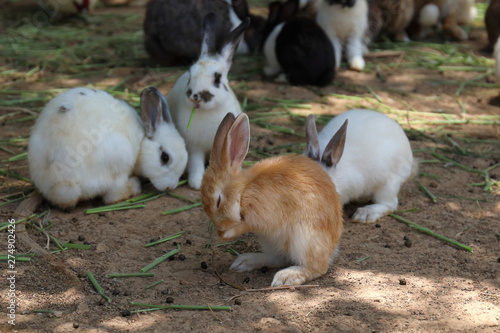 Group of rabbits eating food in the farm.