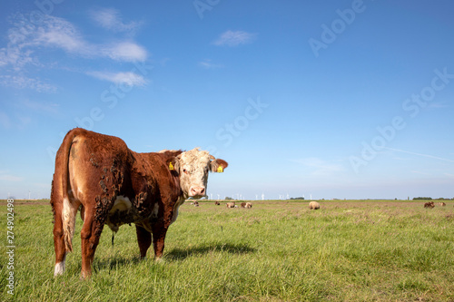 Red Hereford bull looks back, seen from behind, in a green pasture under a blue sky and a straight horizon..