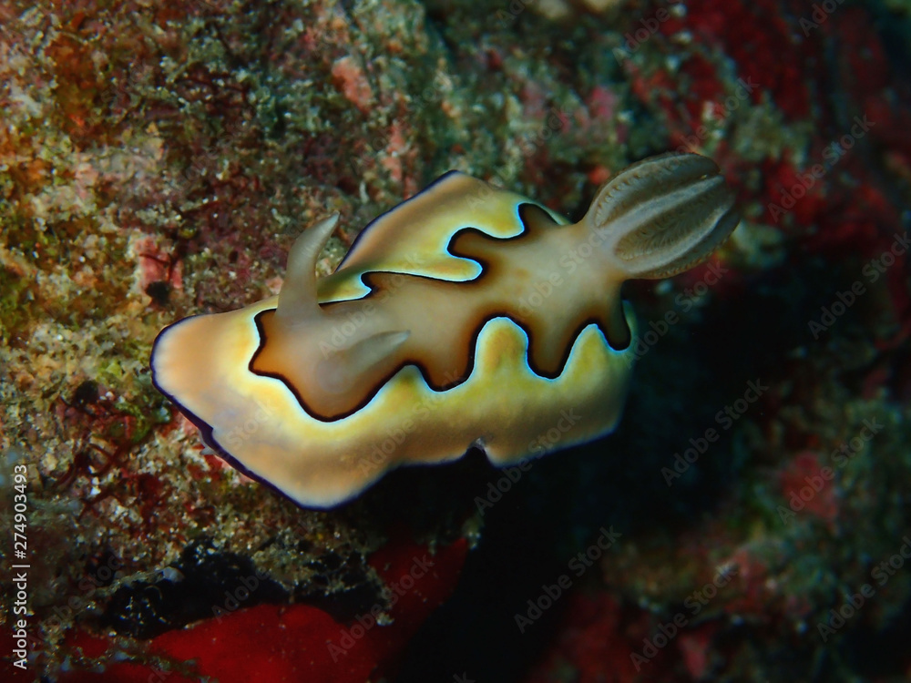 Closeup and macro shot of the beautiful nudibranch Chromodoris coi during a leisure dive in Barracuda Point, Sipadan Island, Semporna, Tawau. Sabah, Malaysia. Borneo. 