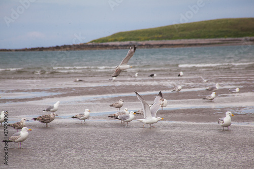 seagulls on the beach © paolagio_photo