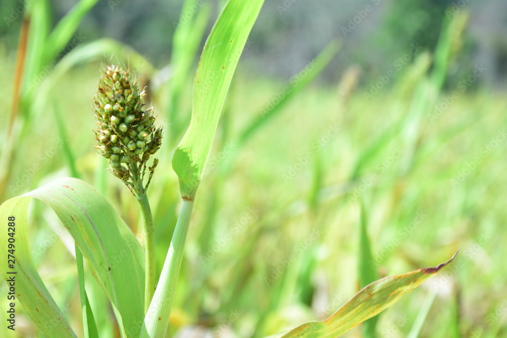 Millet fild Millet fild