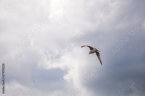 seagulls on the beach