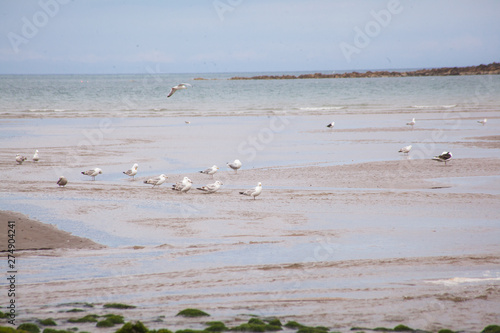 seagulls on the beach