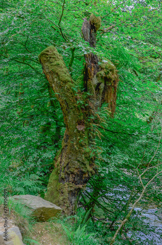 Ancient tree sits in an English forest, Torr Steps, England photo