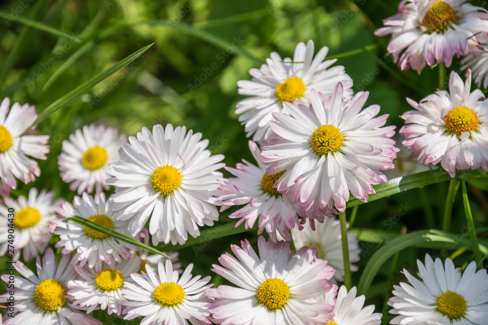 Daisy flowers bloom in the garden in Poland on spring closeup. Daisy flowers bloom in the garden in Poland on spring closeup.