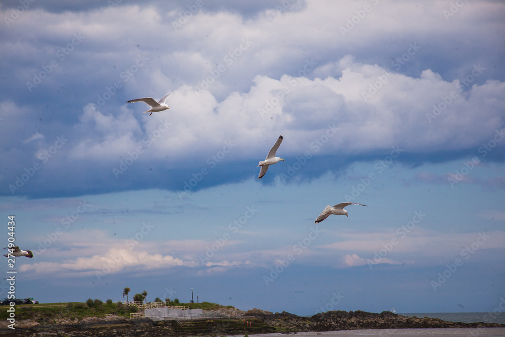 Fototapeta premium seagulls on the beach