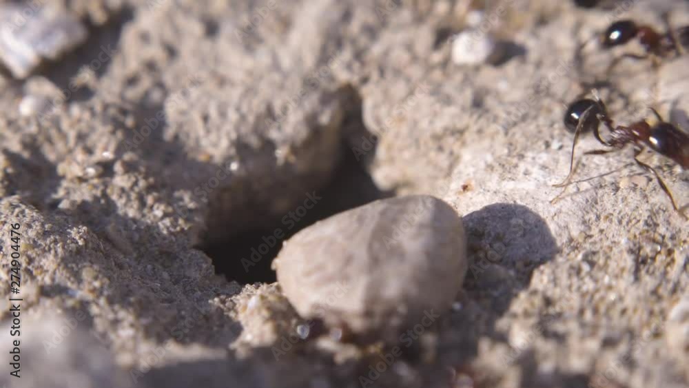 Ants running to their anthill. Ant community. Extreme macro close up shot. Ants running to their anthill. Ant community. Extreme macro close up shot.